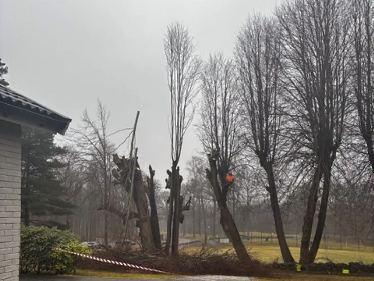 Hamling av almar pågår